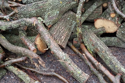 Частини деревини стовбура породи "ДУБ"