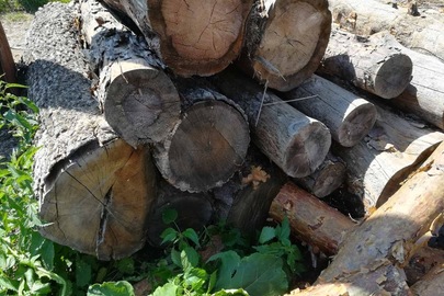 Колоди дерева дубу у кількості 13 штук
