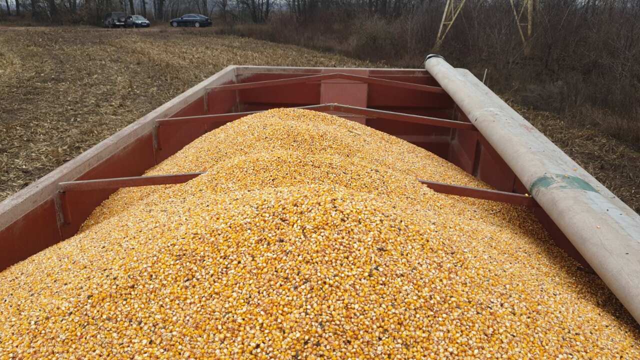 Кукурудза некласна, вагою 172691 кг, урожаю 2019 року, державний стандарт 4525:2006, вологість - 14.00%, смітна домішка - 4.80%, зернова домішка - 12.22 %