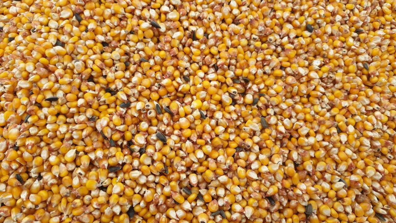 Кукурудза некласна, вагою 58779 кг, урожаю 2019 року, державний стандарт 4525:2006, вологість - 14.00%, смітна домішка - 8.27%, зернова домішка - 13.94 %