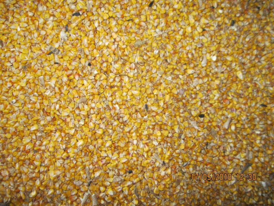 Зерно кукурудзи, клас 3, врожай 2016 року, вага 43 432,00 кг