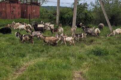 Конфіскація за постановою суду:Тварини - в кількості 36 кіз, породи ламанча