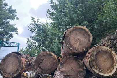 Конфіскація майна за рішенням суду: деревина породи "сосна" в кількості 5 колод довжиною понад 4 м., загальний об'єм 2,17 куб.м.