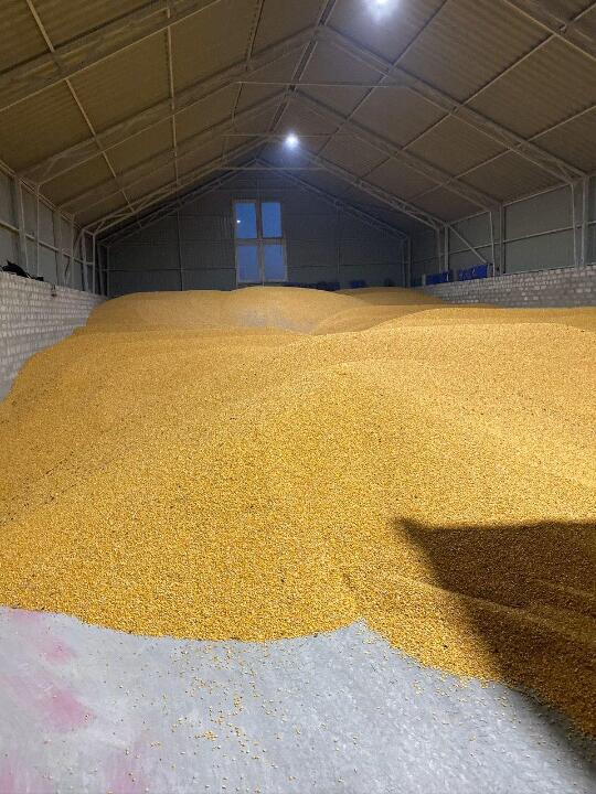 Зерно кукурудзи загальною вагою 338400,00 кг.