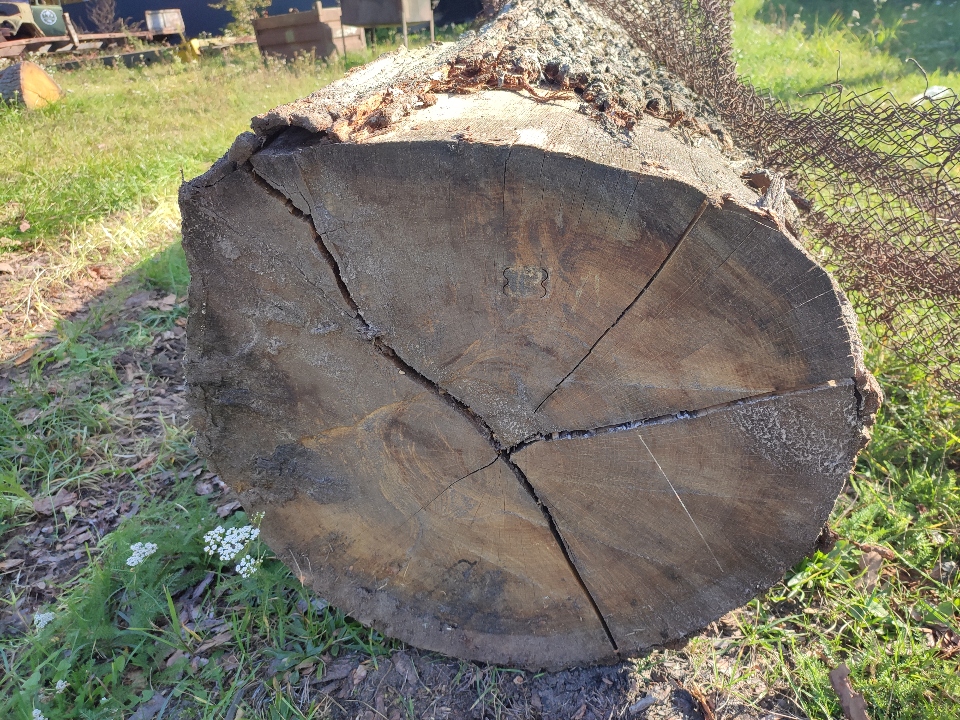 Одна колода породи дуб сироростучий, довжиною 3,62 м., діаметрами 85см. Та 62 см. з комлевої та протилежної сторони відповідно