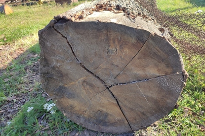 Одна колода породи дуб сироростучий, довжиною 3,62 м., діаметрами 85см. Та 62 см. з комлевої та протилежної сторони відповідно