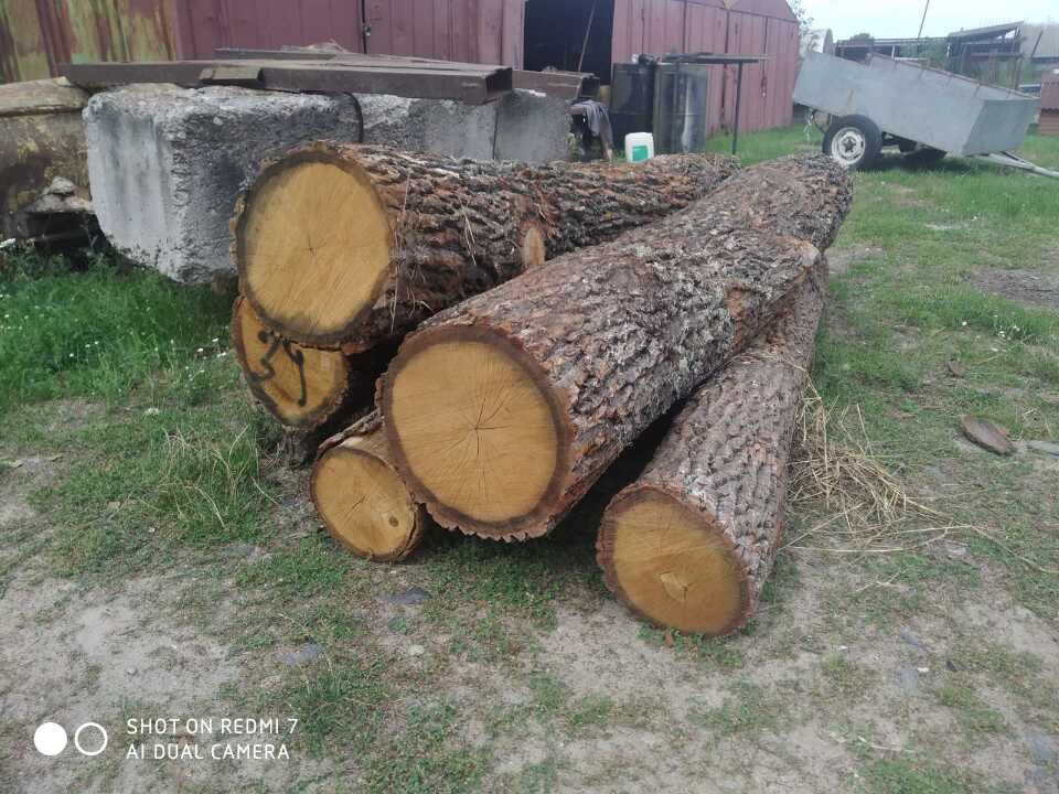 Колоди деревини (дуб), в кількості 5 ( п'ять ) штук