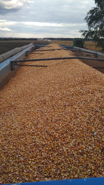 Зерно кукурудзи урожаю 2019 року, клас третій, кормова, вологість 14%, сміттєва домішка 2%, умовно-залікова вага: 943376,00 кг