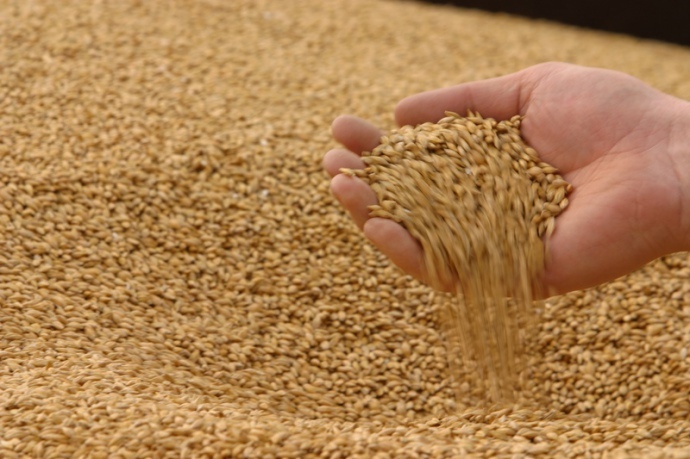 Озима пшениця сорту 