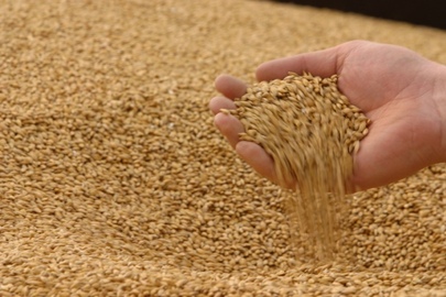 Озима пшениця сорту "Богдана" 4 класу в кількості 281 020 кг.