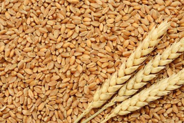 Зерно пшениці врожаю 2018 року, 6-го класу, загальною вагою 33.082 т