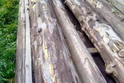 Лісопродукція породи«Смерека» в кількості дванадцять колод довжиною по чотири метри