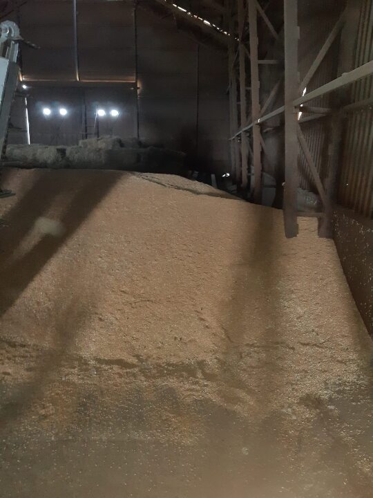 Озима пшениця 4 класу врожаю 2019р. вагою 181630 кг