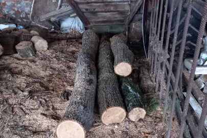 Фрагменти деревини породи дуб, 4 шт. 