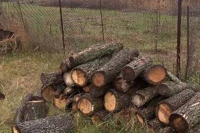Фрагменти деревини породи дуб і ясень об'ємом 1,2 куб. м.