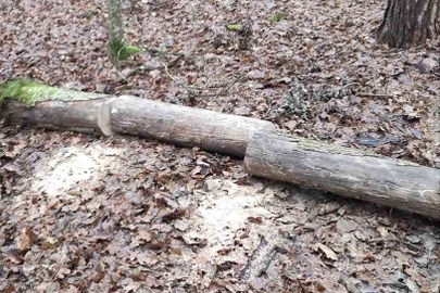 Конфіскація майна за рішенням суду: сухостійне дерево породи дуб, діаметр пня 34 см.