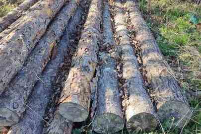 Конфіскація майна за рішенням суду: три стовбура дерева породи "сосна сироростуча", з діаметрами пнів 34 см., 37 см. та 38 см.