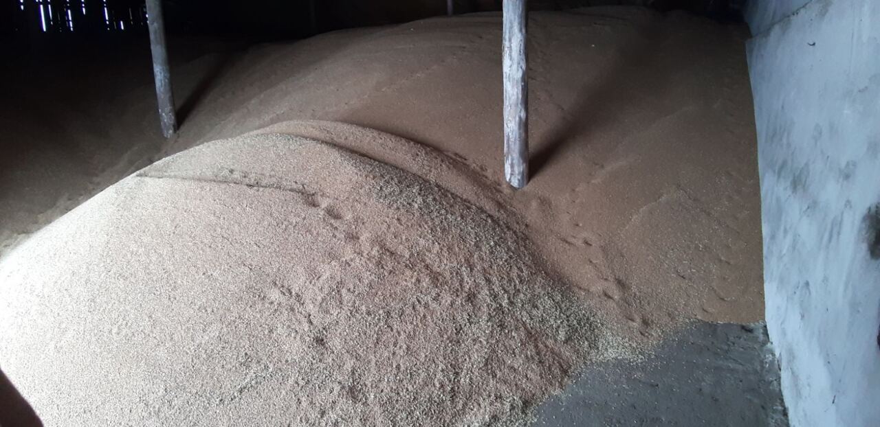 Зерно пшениці, клас 3, вага 350,0 тонн