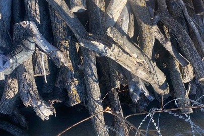 Конфіскація майна за рішенням суду: 57 фрагментів колод дерев, породи "Ясен", насипом