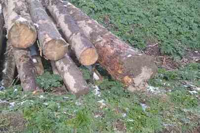 Лісопродукція породи "Смерека" в кількості 10 колод довжиною по п"ять метрів кожна 