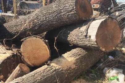 Лісопродукція в кількості 6 колод дерев дубу, довжиною по 255 см