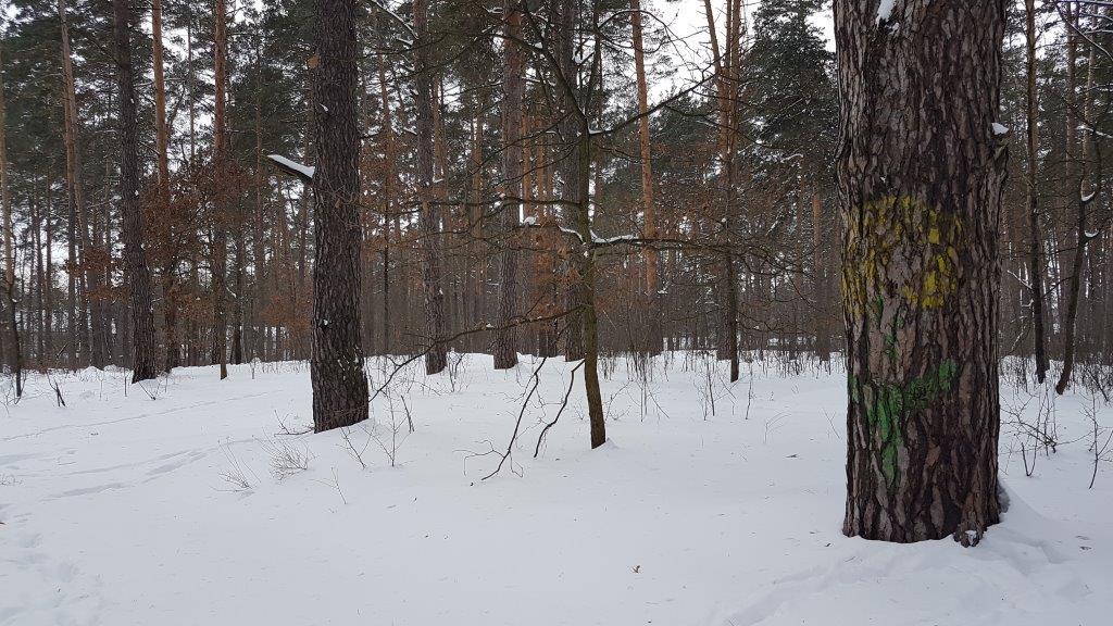 Земельна ділянка, загальною площею 0,1000 га, кадастровий номер: 3210900000:01:131:0079, що розташована за адресою:Київська обл.,м.Ірпінь,вул.Львівська,38-а