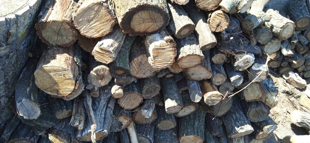 Свіжоспиляні колоди дерев у кількості 109 шт