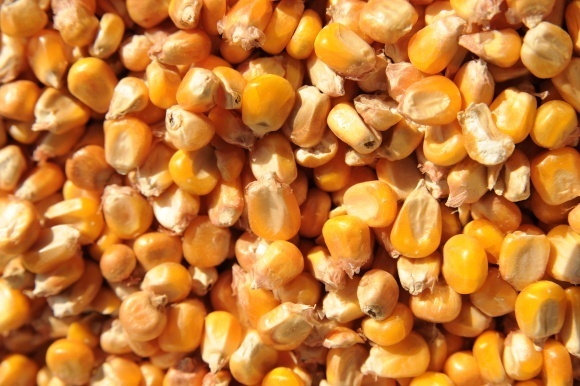 Зерно – кукурудзи 3 класу у кількості залікової ваги 750 302 кг