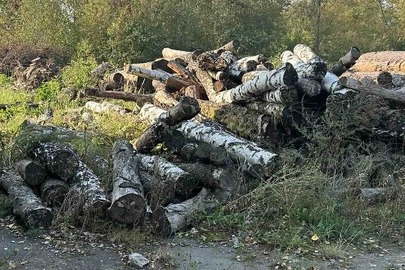 Конфіскація майна за рішенням суду: лісодеревина породи береза (кругляк) довжиною по 2,5 метри, загальною кубомасою 25 метри кубічних