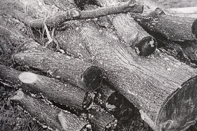 Деревина - стовбур породи "липа" в кількості 16 колод об'ємом 3,3 куб. м.