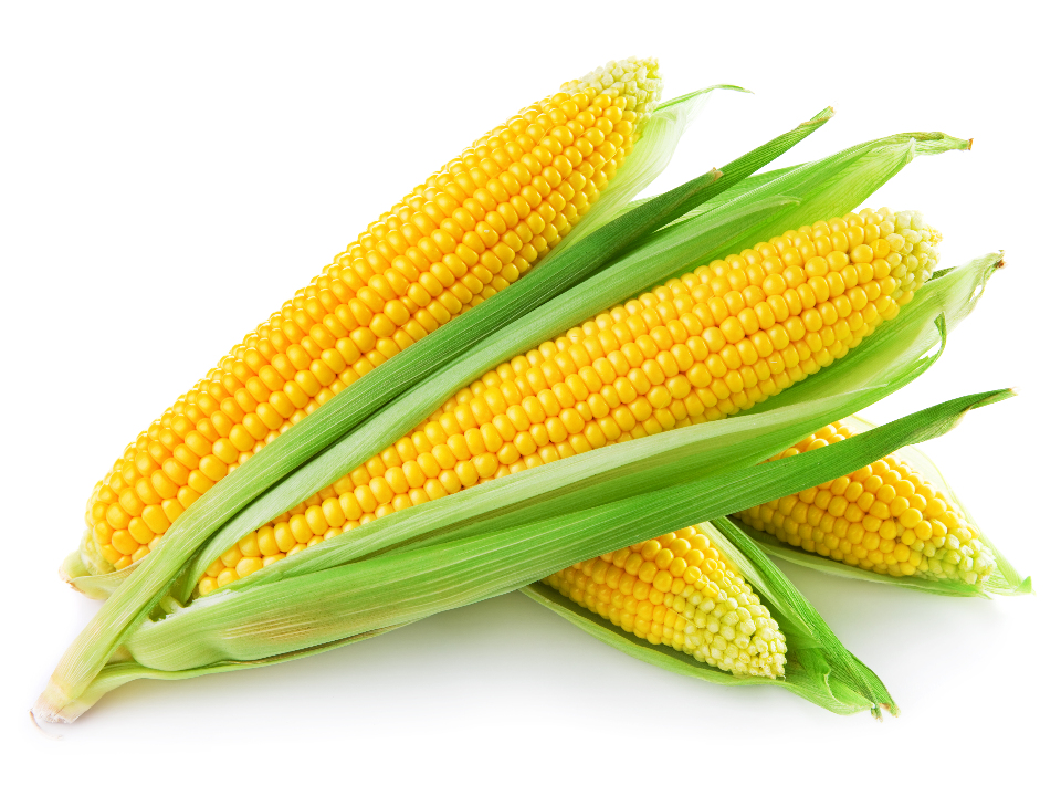 Зерно кукурудзи урожаю 2021 року у кількості 249941 кг (залікова вага) 