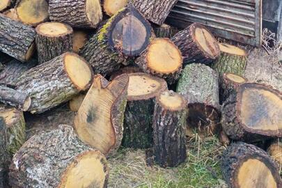 Розпиляні поліна деревини породи «Дуб» діаметром 47*44см. 43*43 см,50*50 см в кількості 104 шт.