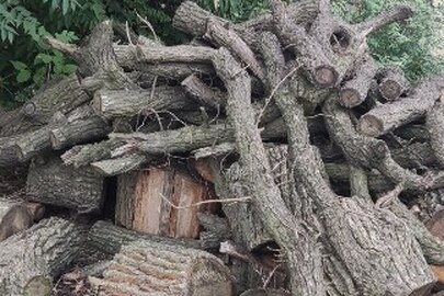 Зрублена деревина породи "Дуб" об’ємом 5,2 метрів кубічних