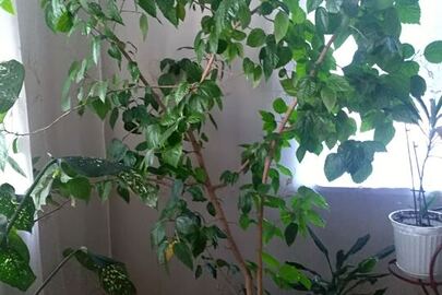 Кімнатна рослина - Гібіскус китайський (Hibiscus rosa-sinensis)