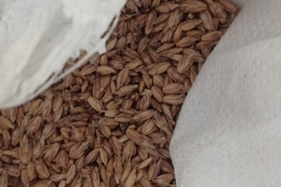 Невимолочене зерно пшениці в лусці, яке знаходиться в 176 шт. поліетиленових мішках без маркування, термін придатності відсутній, вага брутто 2689,3 кг