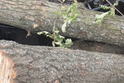 Лісоматеріали у вигляді свіжо - спиляних дерев породи "Дуб", об"ємом 5,54 метра кубічних