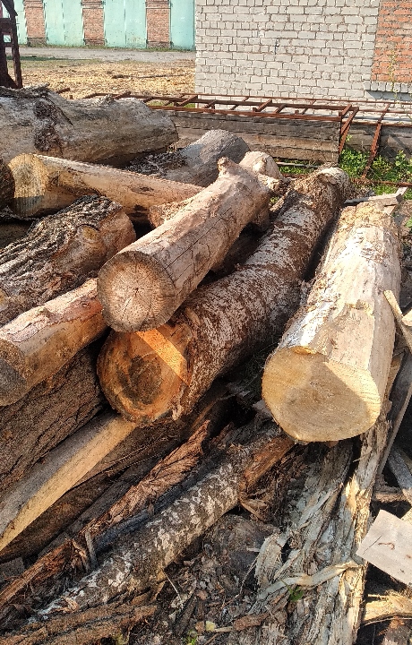 Спиляні фрагменти деревини осики довжиною 20 м. та фрагменти деревини породи осики у кількості - 16 шт.