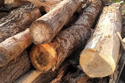 Спиляні фрагменти деревини осики довжиною 20 м. та фрагменти деревини породи осики у кількості - 16 шт.