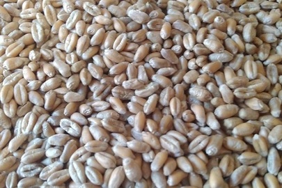 Озима пшениця сорту Мулан озима пшениця  (1 репродукція)