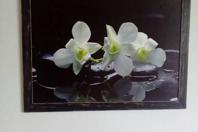 Картина із зображенням білих орхідей