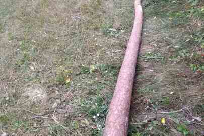 Конфісковане майно за рішенням суду: стовбур дерева "сосна" довжиною 14 м, діаметром пня біля шийки кореня 15 см