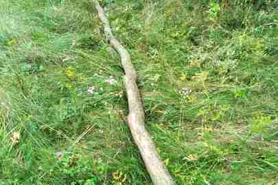 Конфісковане майно за рішенням суду: стовбур дерева породи "граб" довжиною 8,5 м діаметром пня біля шийки кореня 10 см