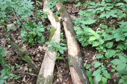 Дві частини стовбура дерева породи "берест", кубомасою 0,2