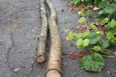 Хлист дерева породи "Клен мілколісний" довжиною 6 метрів, діаметром в торці - 4 см