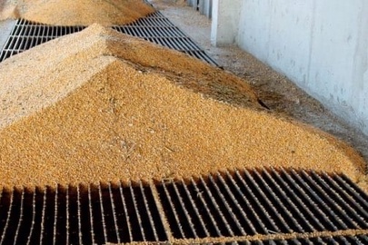 Зерно кукурудзи ІІІ-го класу урожаю 2020 року у кількості 7,768 тон