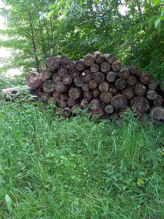 Лісоматеріали (колоди) породи сосна в загальній кількості 92 шт.