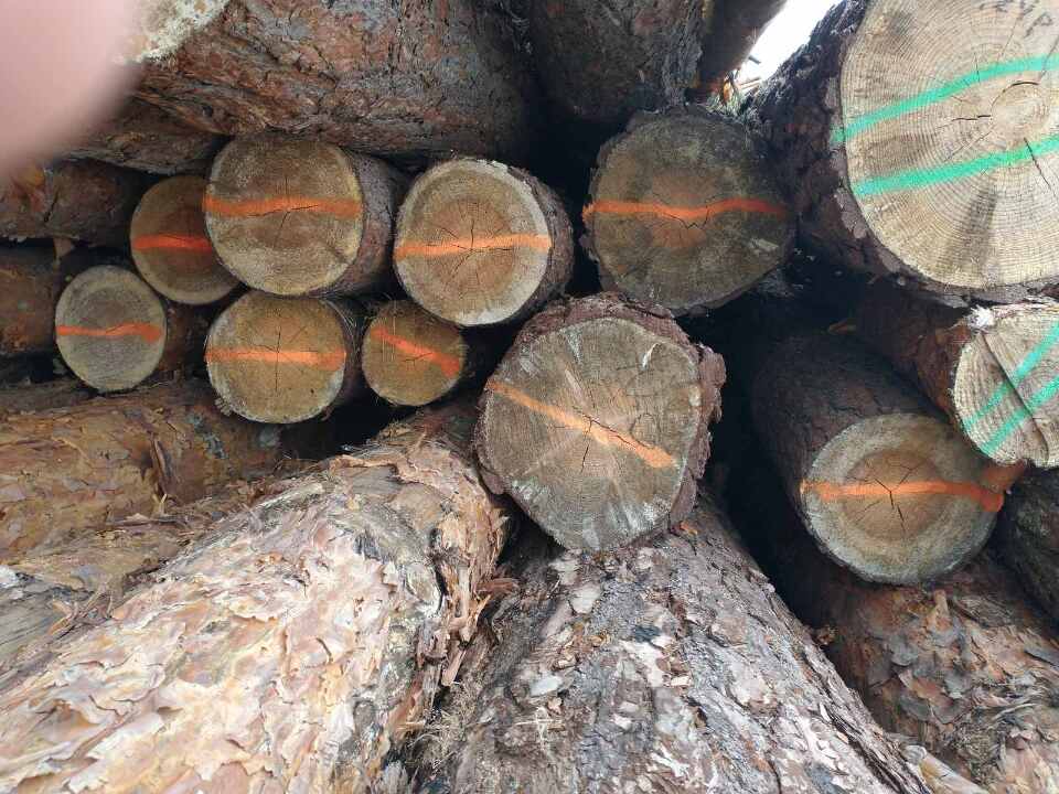 12 (дванадцять) колод сироростучих дерев породи сосна, різних діаметрів довжиною по 3,5 м. кожна