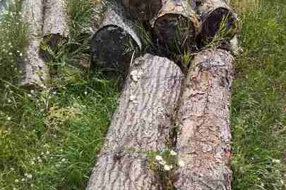 Колоди дерев породи "Сосна", в кількості 34 колоди, різних діаметрів, довжиною по 1,25 метрів кожна