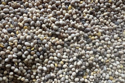 Зерно сільськогосподарської культури сої, загальною вагою 183345 кг., урожай 2023 року